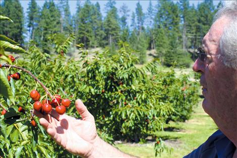 Orchard owner and operator Dick Beighle inspects his crop just days before harvest. Beighle expects this year’s crop to be a good one despite an unseasonal frost early in the growing season.