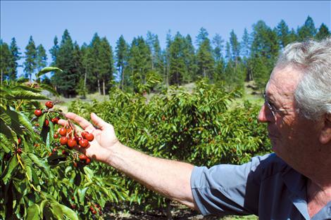 Orchard owner and operator Dick Beighle inspects his crop just days before harvest. Beighle expects this year’s crop to be a good one despite an unseasonal frost early in the growing season.