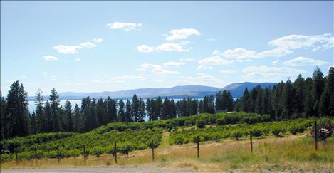 Cherry trees grow in tidy rows on Beighle’s orchard on Finley Point