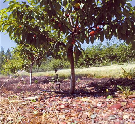 A sprinkler keeps the cherries cool during a hot summer day at Beighle’s orchard on Finley Point. 