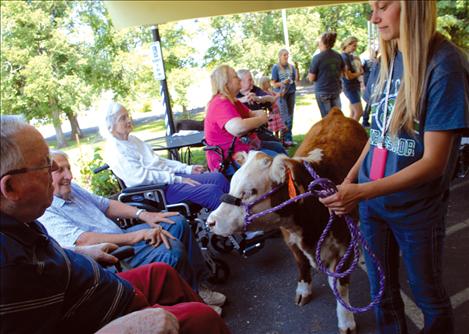 Belinda, the mini Hereford heifer, and her owner Brittany Evelo, visit residents at the Polson Health and Rehabilitation.   