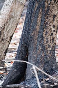 Wilderness fire season starts early near Dixon