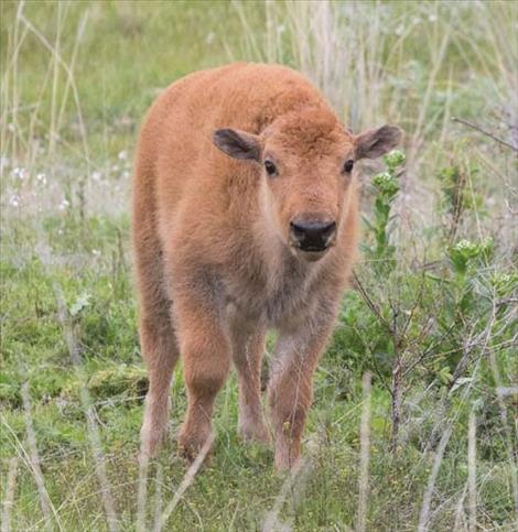 Bison calves are among the many harbingers of spring appearing on the Bison Range. 