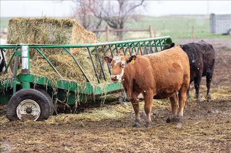 Polson students will learn, via virtual field trip, how meat is processed at the Montana Marbled Meats butcher shop, and how cattle are raised. The virtual field trip being developed by a multimedia class at Polson Middle School is funded by the Montana Farm to School Program.