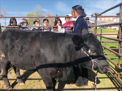 FFA member Cloe Hoover helps explain the basics of cattle breeding with help from her Angus  heifer, Cowgirl.
