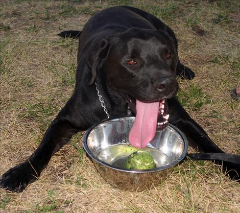 Humphrey earned the title Fastest Dog in the Mission Valley with his 2.8 second run, but was tired and thirsty moments later.