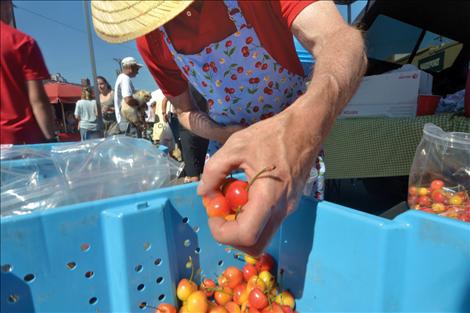 Sweet cherries, including a Ranier variety, take center stage at the Polson Main Street Flathead Cherry Festival.