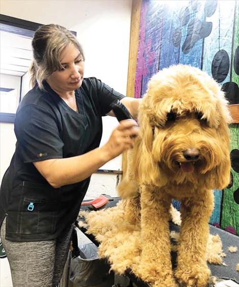 Certified groomer Brenda Grogan gives Elke a summer haircut at The Barking Lot.