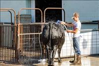 Lake County Fair underway in Ronan