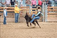 Wild buffalo ride winner holds on for two seconds