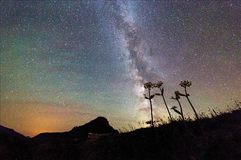 Flowers are silhouetted against the night sky and the Milky Way  galaxy as seen from Glacier National Park.