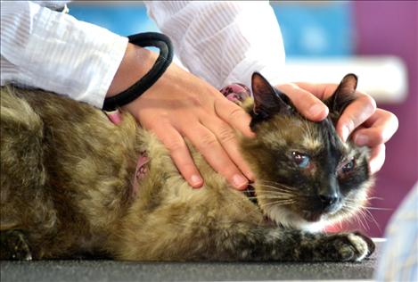 Judge Dan Lucas looks into the eyes of Halli Tyler’s stray, who nearly died of leukemia, but recovered and won a Grand Champion ribbon Thursday.