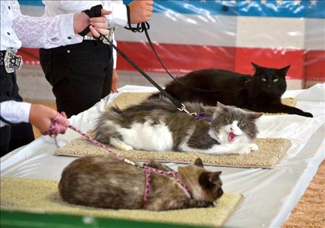 Linda Sappington/Valley Journal Macy, a 13-year-old longhaired cat, center, keeps an eye on the other rookies competing against her. Although it appears she is hissing, Macy is actually yawning.