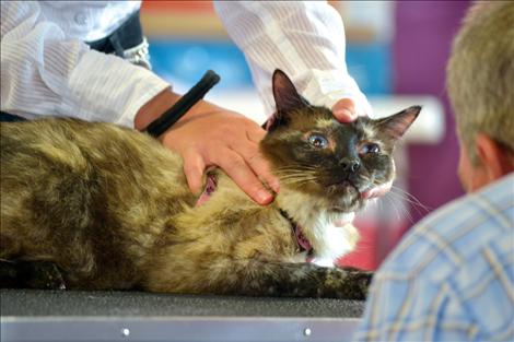 Judge Dan Lucas looks into the eyes of Halli Tyler’s stray, who nearly died of leukemia, but recovered and won a Grand Champion ribbon Thursday.