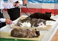 Cats mind manners during fair judging