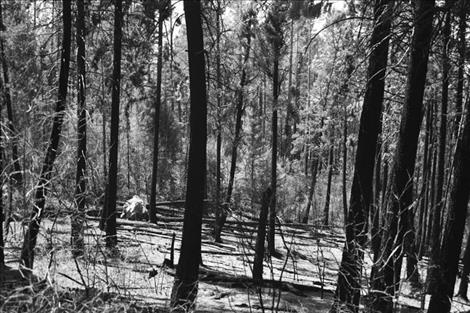 Charred trees are left after the Boulder 2700 fire moved through the area northeast of Polson.