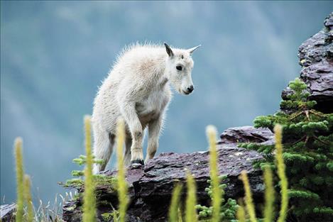 Mountain goat at Glacier National Park