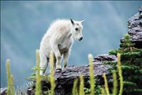 Waterton-Glacier Peace Park announces second virtual science, history week 