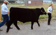 Deuce comes up trumps at Lake County Fair