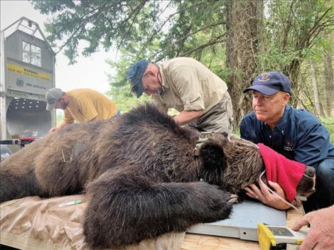 FWP staff check vital signs and gather other data on a tranquilized grizzly bear. The 500-pound male was captured in the Condon area after approaching residences seeking food attractants. It was moved into the Middle Fork of the Flathead River drainage. 