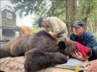 Bears seek food sources with arrival of fall  