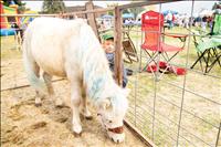 Annual Harvest Fest returns to Ronan