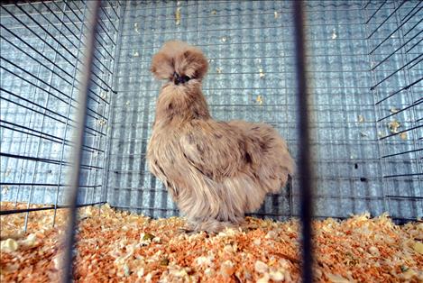 Lake County Fair, 4-H Chicken