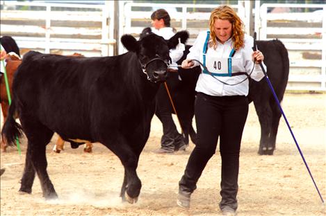 Lake County Fair, Beef