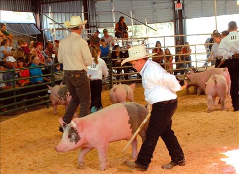 Lake County Fair, 4-H Swine