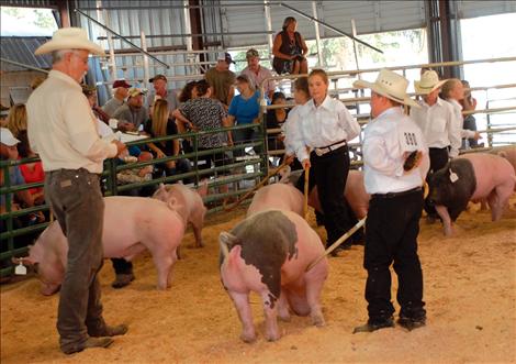 Lake County Fair, 4-H Swine