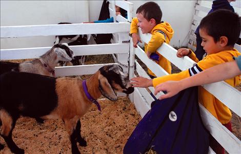 Lake County Fair, 4-H Sheep