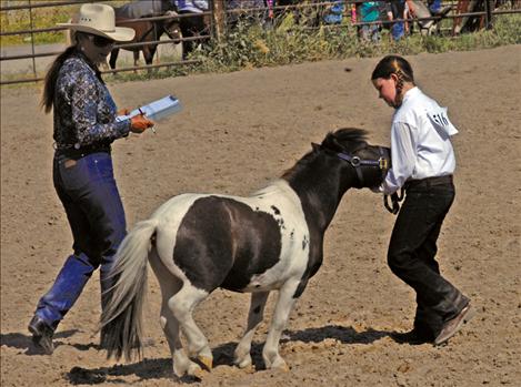 Lake County Fair, 4-H Miniature Horse Show