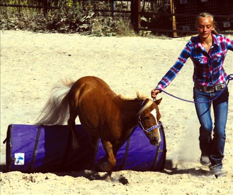 Lake County Fair, 4-H Miniature Horse Show