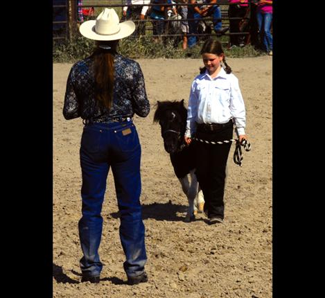 Lake County Fair, 4-H Miniature Horse Show