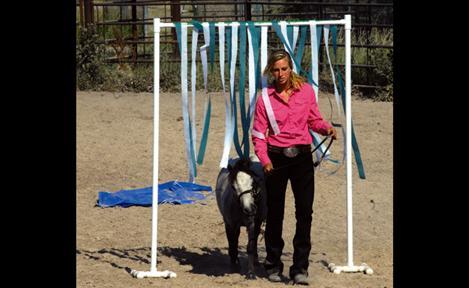 Lake County Fair, 4-H Miniature Horse Show