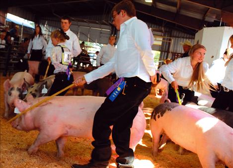 Lake County Fair, 4-H Swine