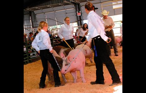 Lake County Fair, 4-H Swine