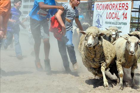 Pioneer Days Kiddie Slicker Rodeo, Sheep Dressing