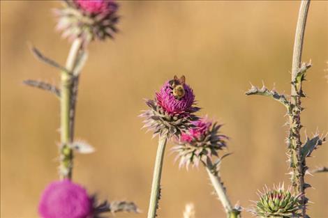 LCCD to give away free pollinator seed at Farmers Markets
