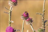 LCCD to give away free pollinator seed at Farmers Markets