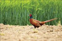 Pheasants Forever cancels banquet, continues work