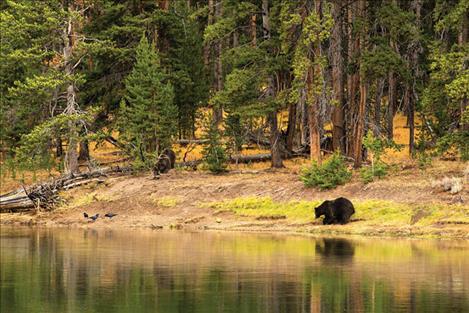 A grizzly bear feeds on an elk carcass, left, as another heads to the water.