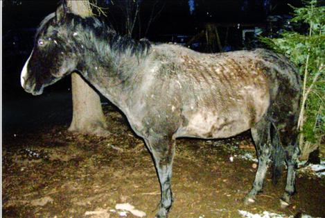 An underweight King’s ribs show, and he’s covered with bites and kicks. 