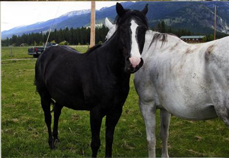 Hardly looking like the same horse, King, left, hangs with a pal near Ronan.