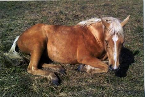 Vixen sleeps in a sunny patch, above, and looks nothing like the skinny, malnourished filly she was.