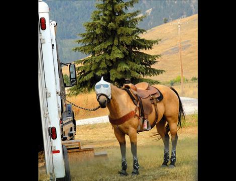 A fly mask covers the face of a waiting buckskin.