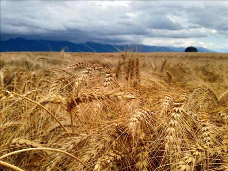 A wheat field grows around the Dupuis barn in Ronan. Although 80 percent of Montana wheat is exported to Asian countries, Japan’s “no GMO” embargo didn’t affect local farmers, who grow non-GMO wheat.