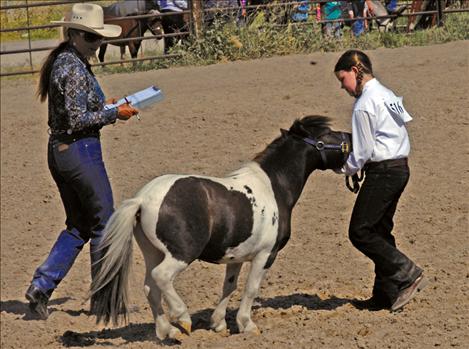 Mini-horse judging at Lake County Fair