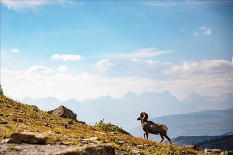 A bighorn sheep ram walks uphill in Glacier National Park.