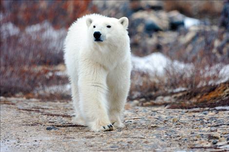 Taking trips to see polar bears in Churchill, Manitoba is a hobby of Frank Tyro. 